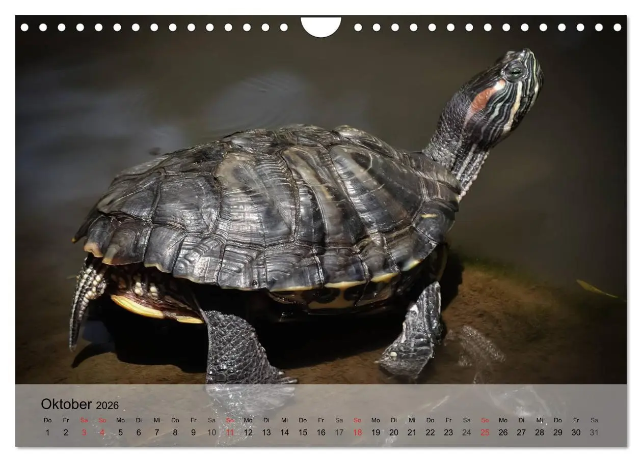Bild: 9783516073737 | Reptilien Schlangen, Echsen und Co. (Wandkalender 2026 DIN A4...