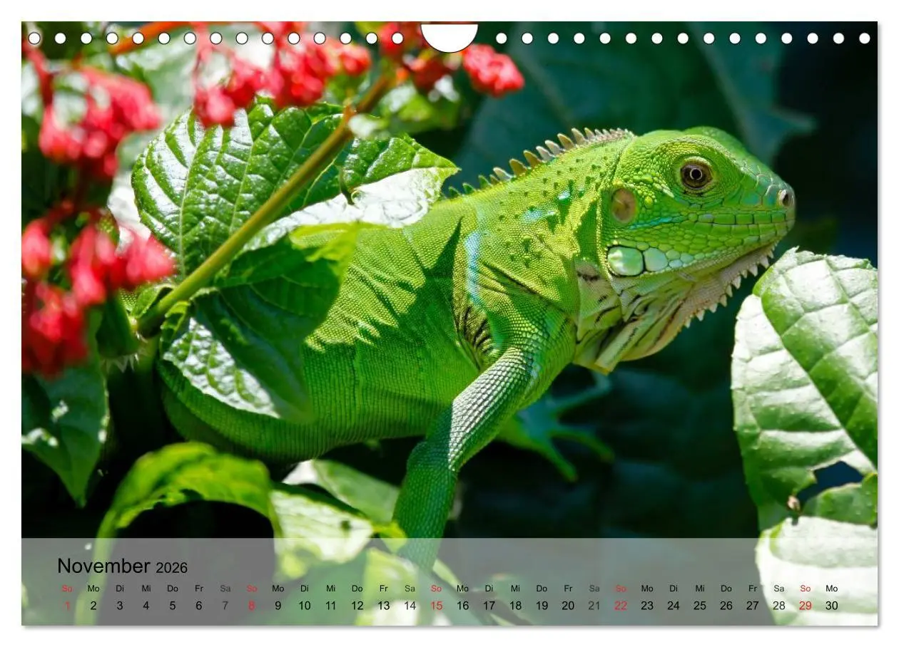 Bild: 9783516073737 | Reptilien Schlangen, Echsen und Co. (Wandkalender 2026 DIN A4...