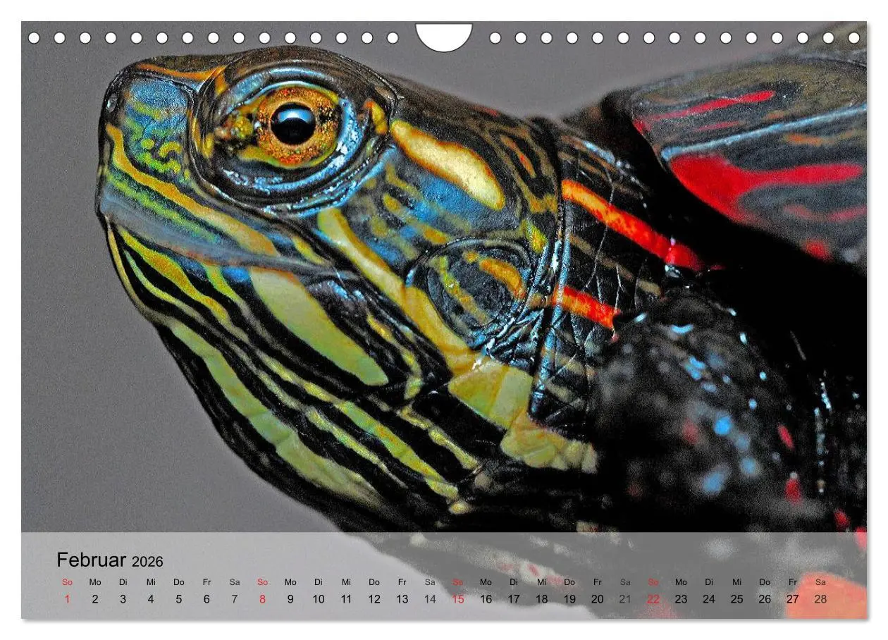 Bild: 9783516073737 | Reptilien Schlangen, Echsen und Co. (Wandkalender 2026 DIN A4...