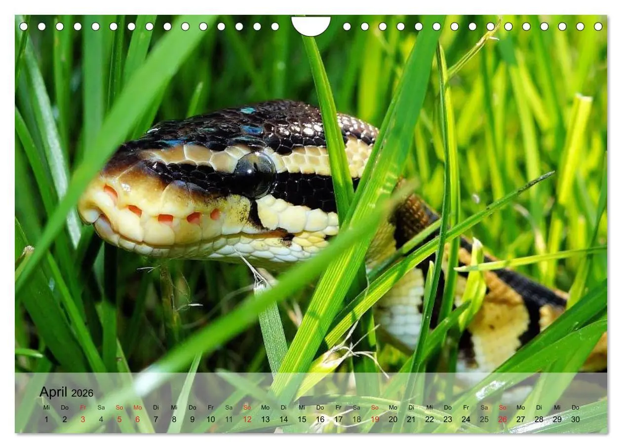 Bild: 9783516073737 | Reptilien Schlangen, Echsen und Co. (Wandkalender 2026 DIN A4...