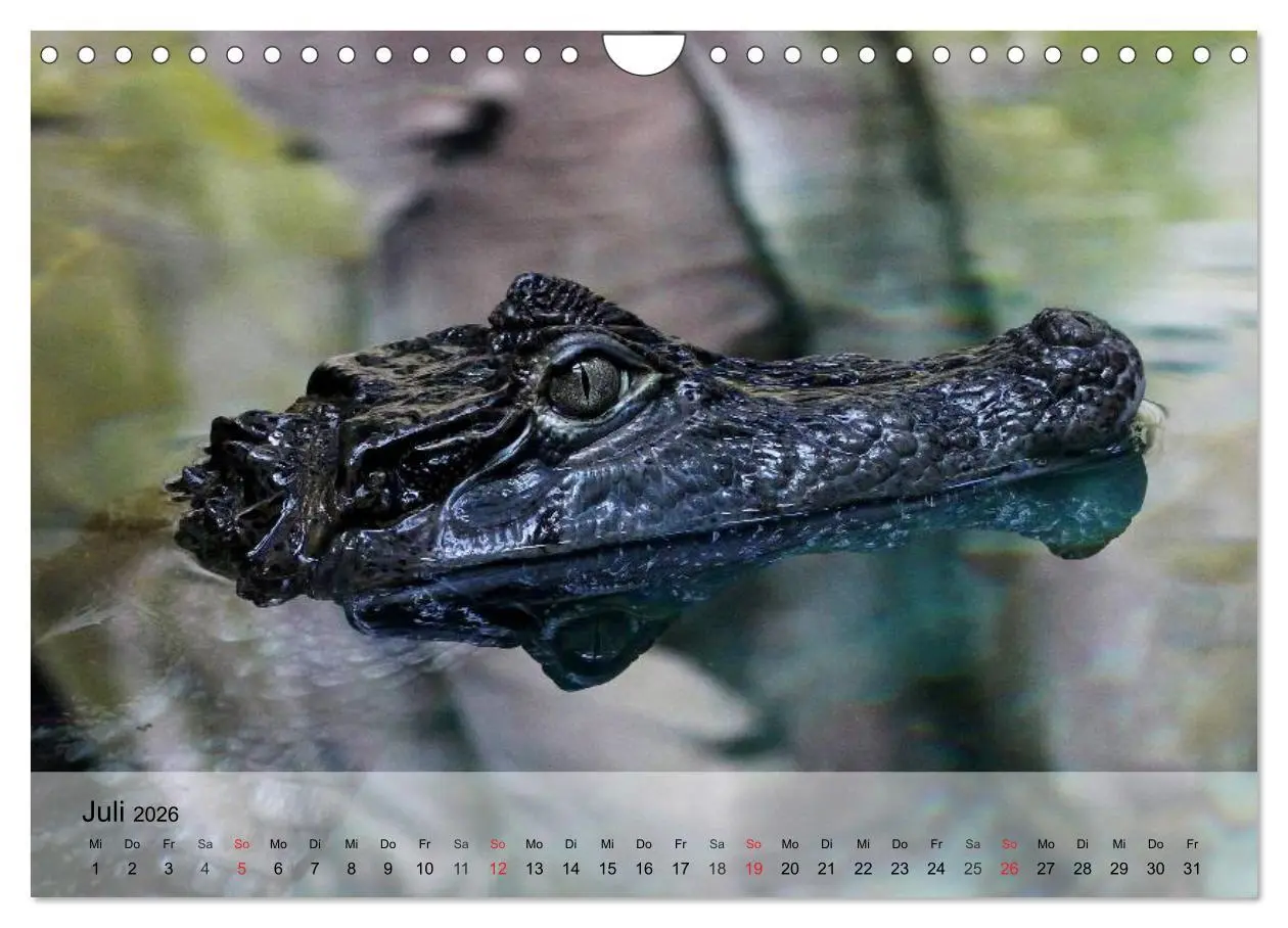 Bild: 9783516073737 | Reptilien Schlangen, Echsen und Co. (Wandkalender 2026 DIN A4...