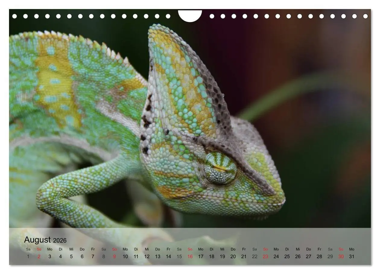 Bild: 9783516073737 | Reptilien Schlangen, Echsen und Co. (Wandkalender 2026 DIN A4...