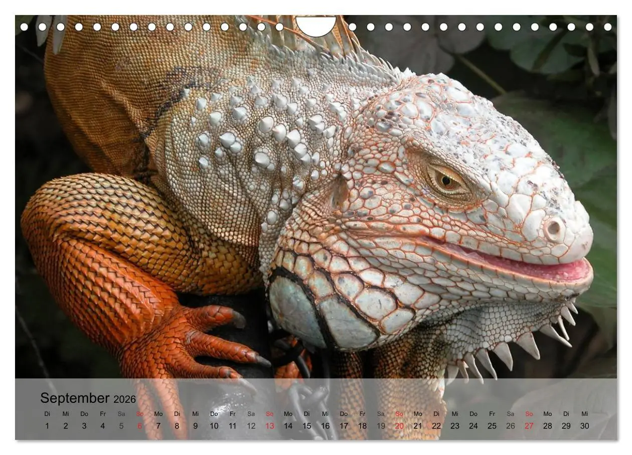 Bild: 9783516073737 | Reptilien Schlangen, Echsen und Co. (Wandkalender 2026 DIN A4...