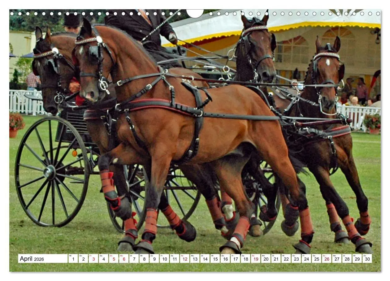 Bild: 9783457583937 | Vierspänner Herausforderung Fahrsport (Wandkalender 2026 DIN A3...