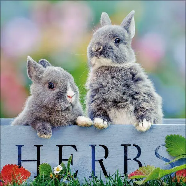 Bild: 9783819303937 | Kaninchen 2027 | Verlag Korsch | Kalender | 13 S. | Deutsch | 2027