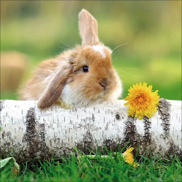 Bild: 9783819303937 | Kaninchen 2027 | Verlag Korsch | Kalender | 13 S. | Deutsch | 2027