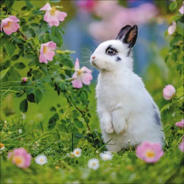 Bild: 9783819303937 | Kaninchen 2027 | Verlag Korsch | Kalender | 13 S. | Deutsch | 2027