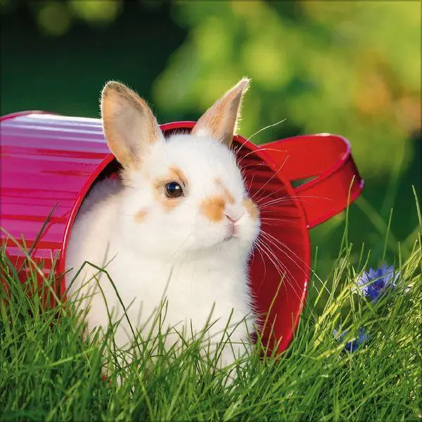 Bild: 9783819303937 | Kaninchen 2027 | Verlag Korsch | Kalender | 13 S. | Deutsch | 2027
