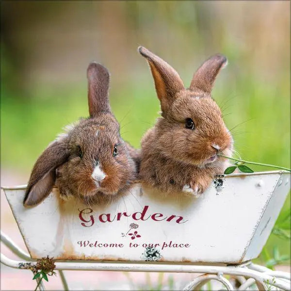 Bild: 9783819303937 | Kaninchen 2027 | Verlag Korsch | Kalender | 13 S. | Deutsch | 2027