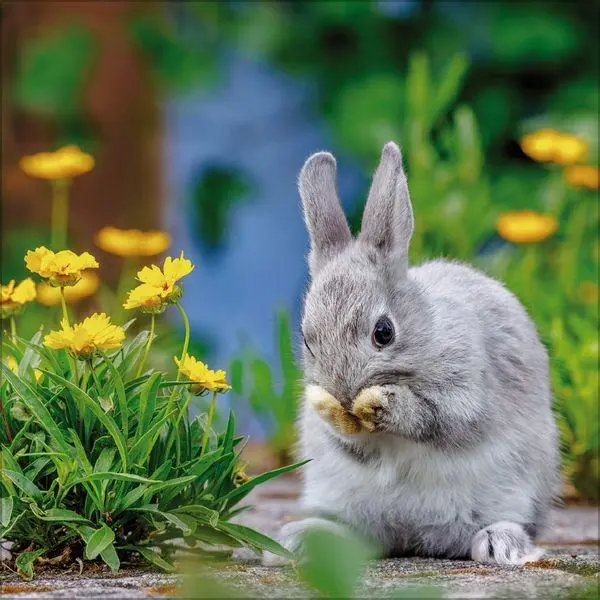 Bild: 9783819303937 | Kaninchen 2027 | Verlag Korsch | Kalender | 13 S. | Deutsch | 2027