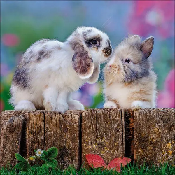 Bild: 9783819303937 | Kaninchen 2027 | Verlag Korsch | Kalender | 13 S. | Deutsch | 2027