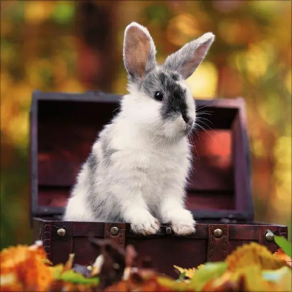 Bild: 9783819303937 | Kaninchen 2027 | Verlag Korsch | Kalender | 13 S. | Deutsch | 2027