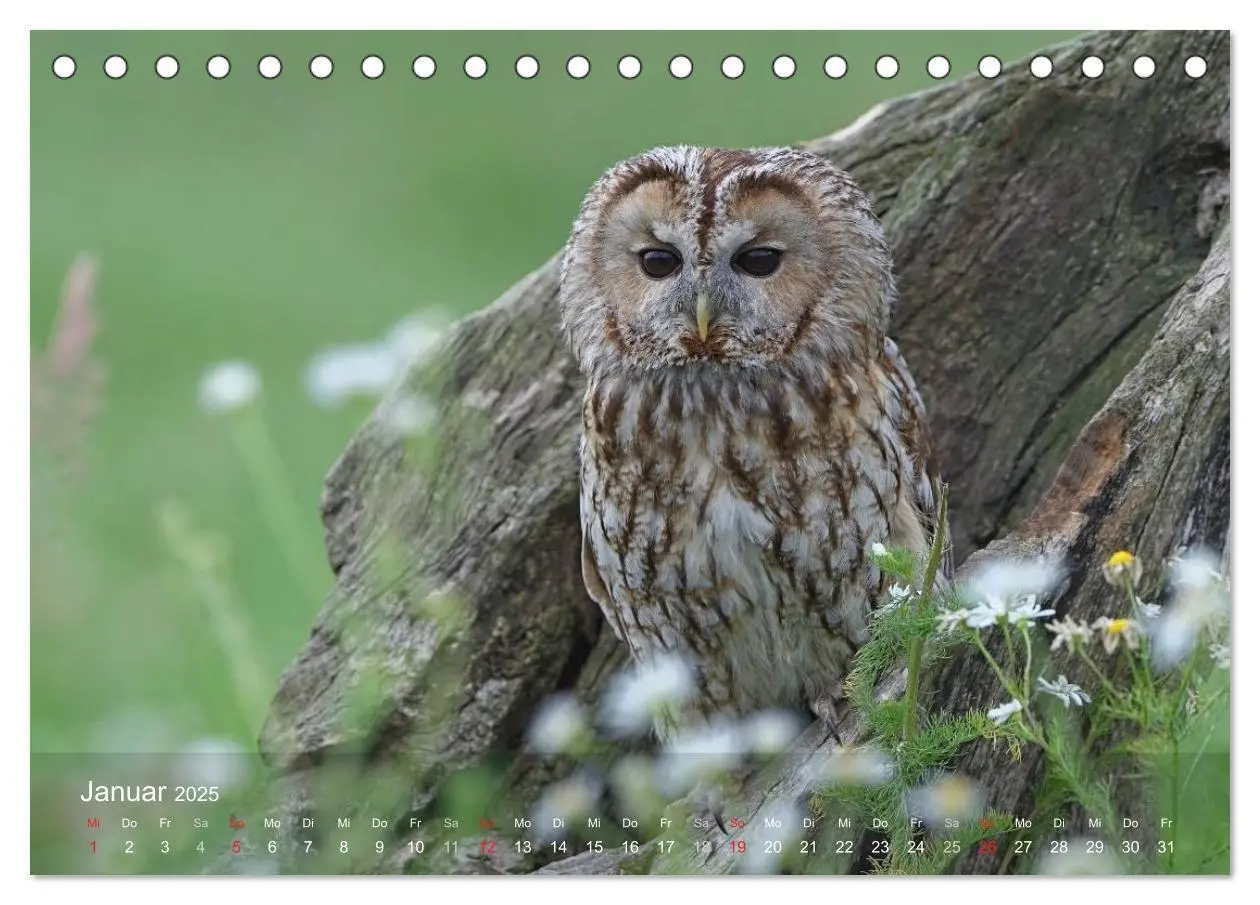 Bild: 9783435694037 | Eulen-Kalender (Tischkalender 2025 DIN A5 quer), CALVENDO...