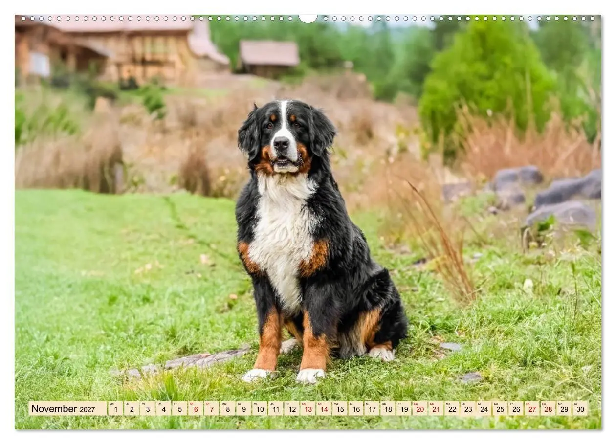 Bild: 9783516874037 | Berner Sennenhunde - Mit jedem Blick ein Stück Geborgenheit...