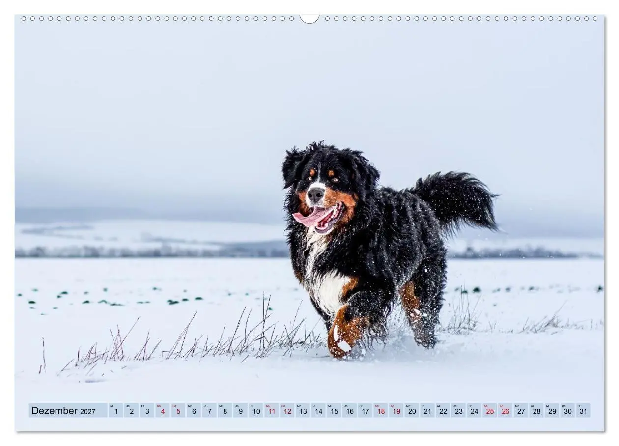 Bild: 9783516874037 | Berner Sennenhunde - Mit jedem Blick ein Stück Geborgenheit...