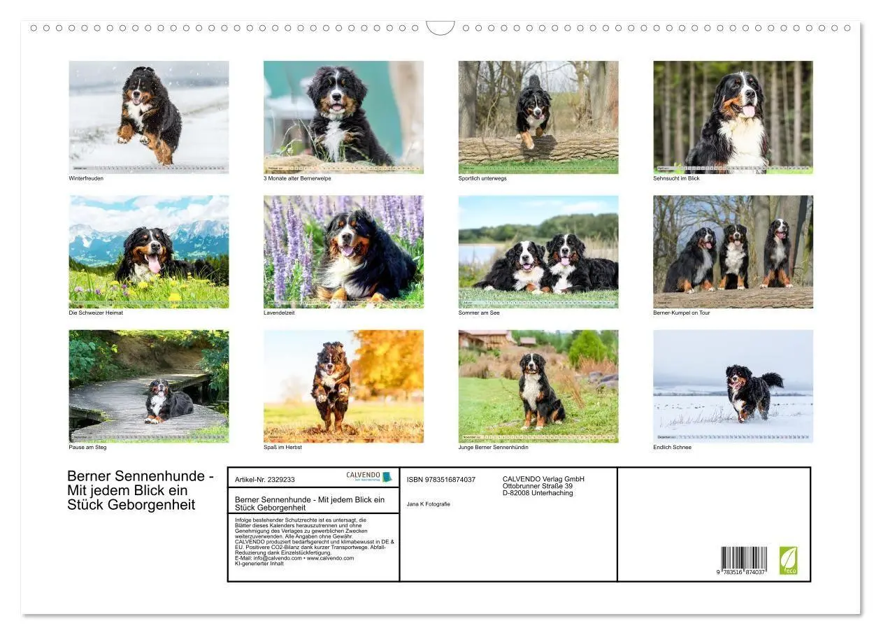 Bild: 9783516874037 | Berner Sennenhunde - Mit jedem Blick ein Stück Geborgenheit...