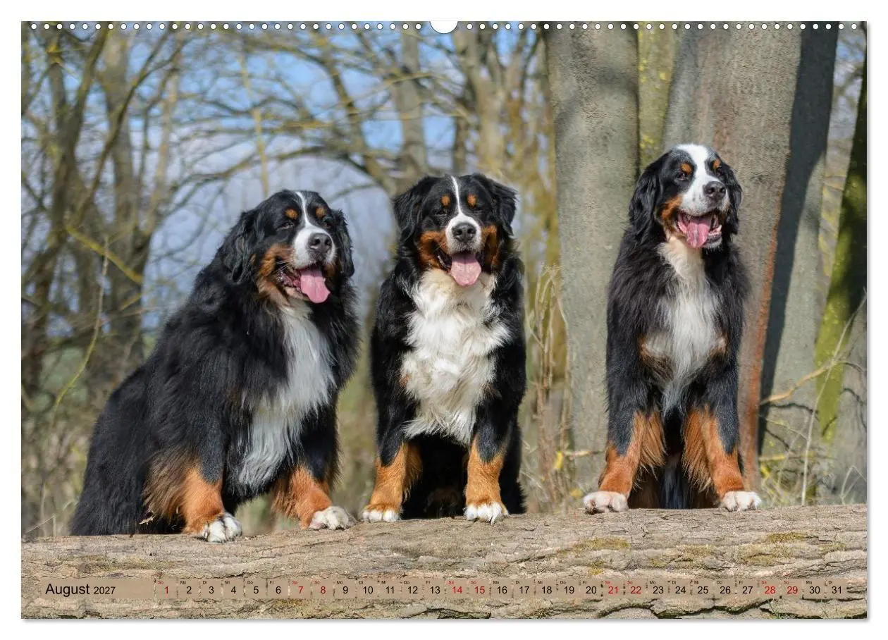 Bild: 9783516874037 | Berner Sennenhunde - Mit jedem Blick ein Stück Geborgenheit...