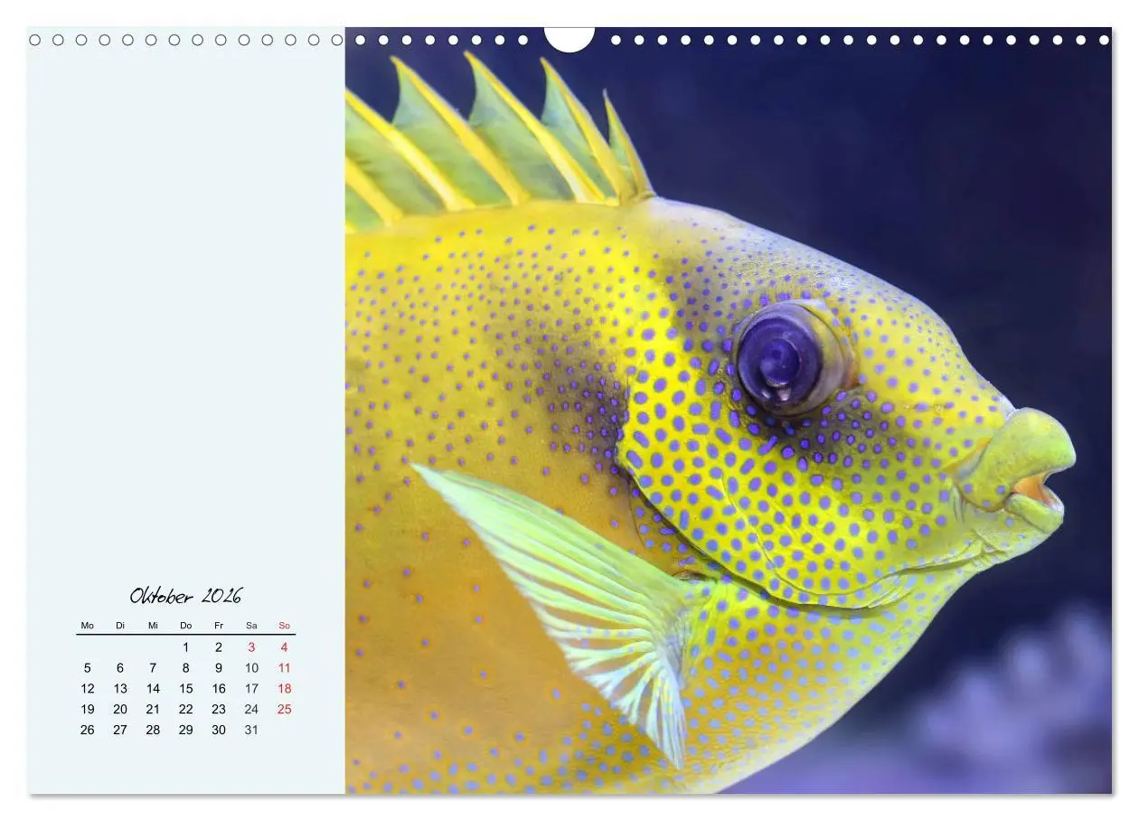 Bild: 9783457774137 | Salzwasseraquarium. Meeresfische im heimischen Wohnzimmer...