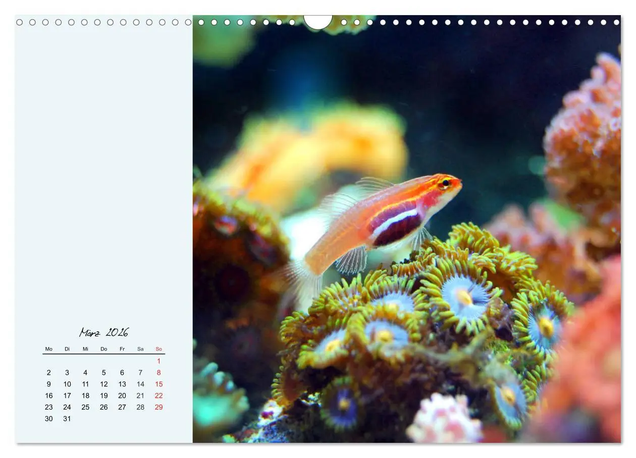 Bild: 9783457774137 | Salzwasseraquarium. Meeresfische im heimischen Wohnzimmer...