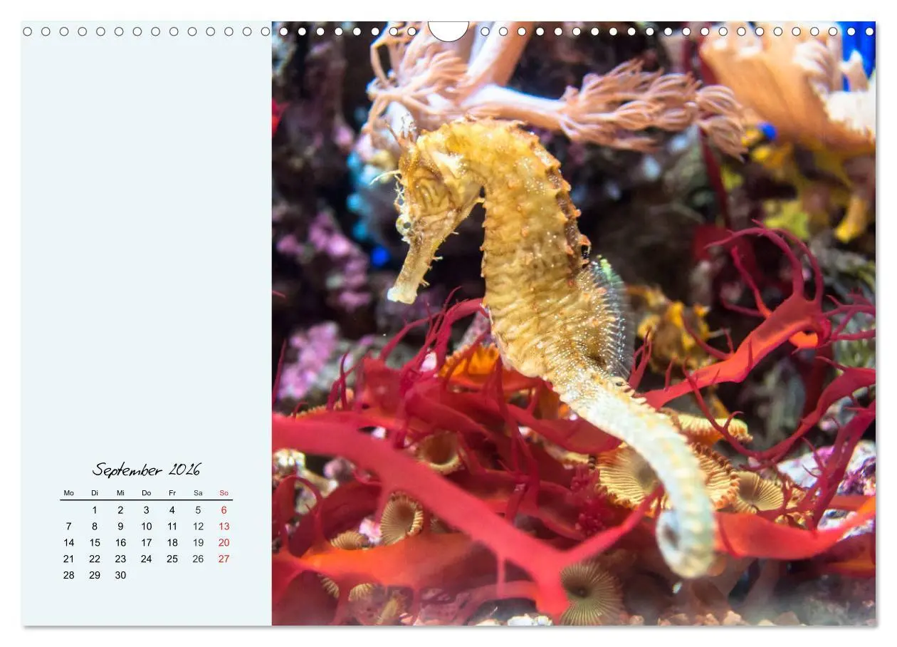 Bild: 9783457774137 | Salzwasseraquarium. Meeresfische im heimischen Wohnzimmer...
