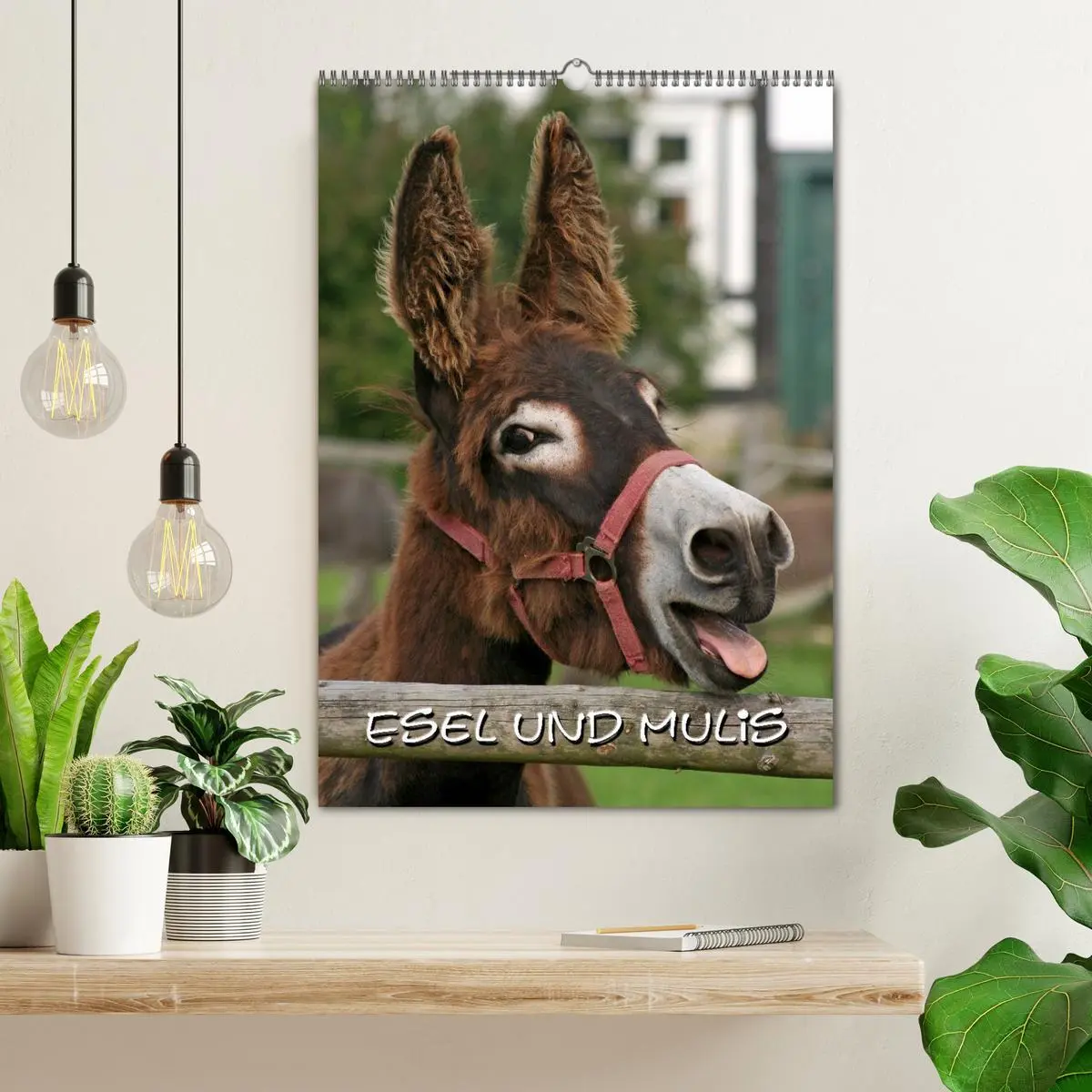 Bild: 9783516474237 | Esel und Mulis (Wandkalender 2026 DIN A2 hoch), CALVENDO...
