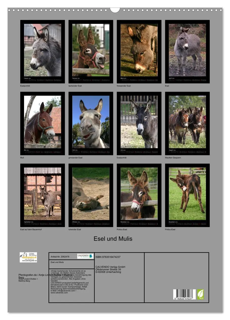 Bild: 9783516474237 | Esel und Mulis (Wandkalender 2026 DIN A2 hoch), CALVENDO...