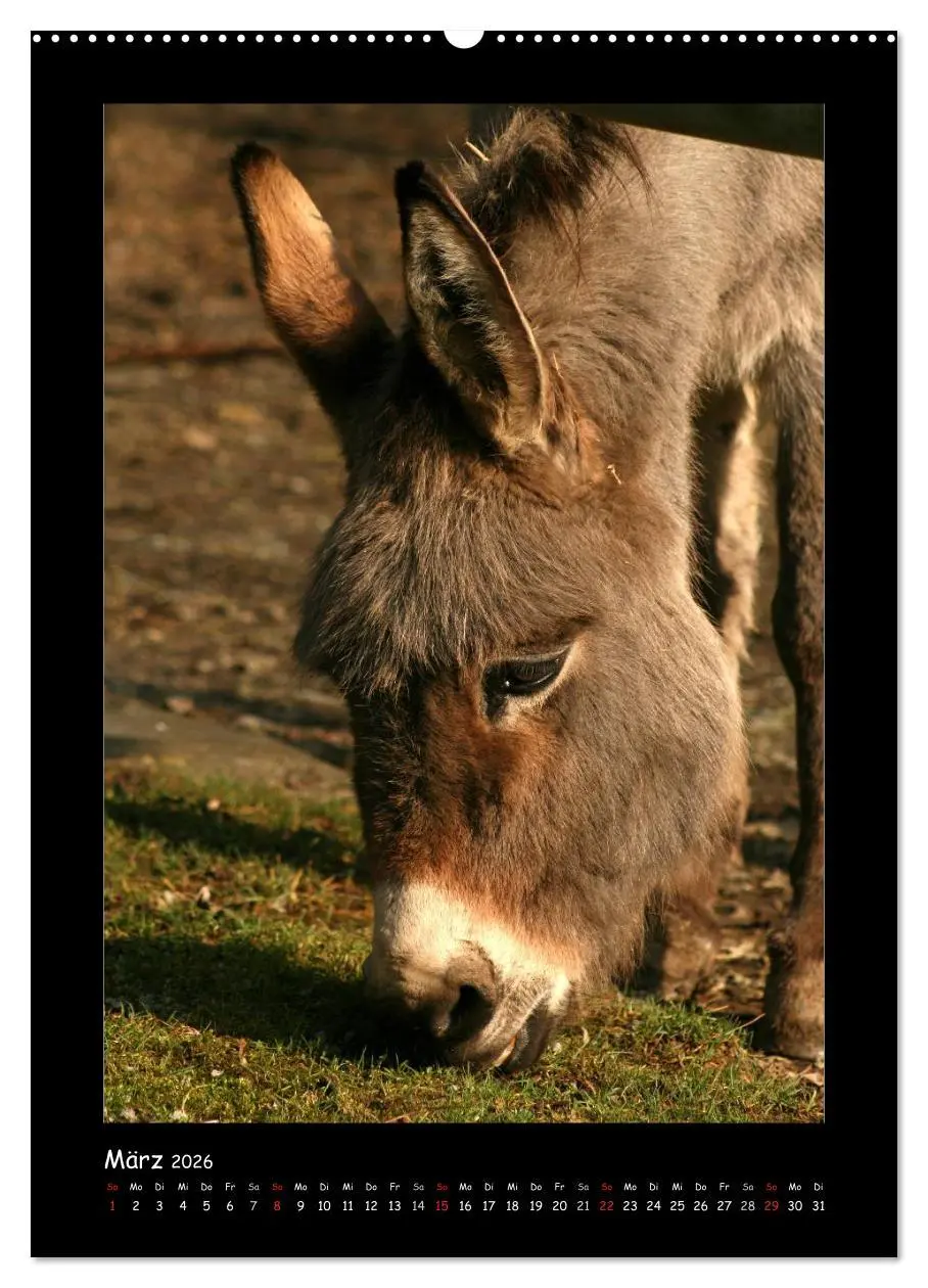 Bild: 9783516474237 | Esel und Mulis (Wandkalender 2026 DIN A2 hoch), CALVENDO...