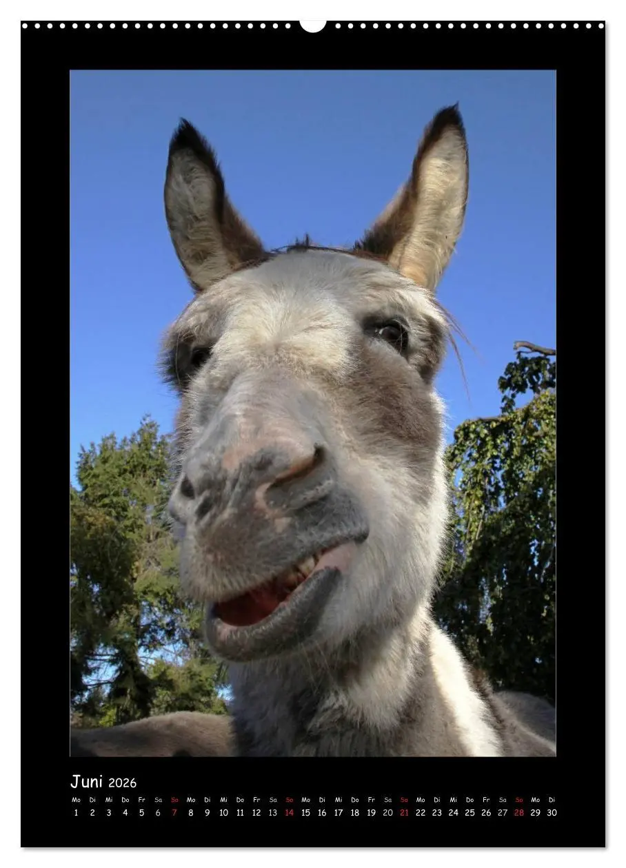 Bild: 9783516474237 | Esel und Mulis (Wandkalender 2026 DIN A2 hoch), CALVENDO...