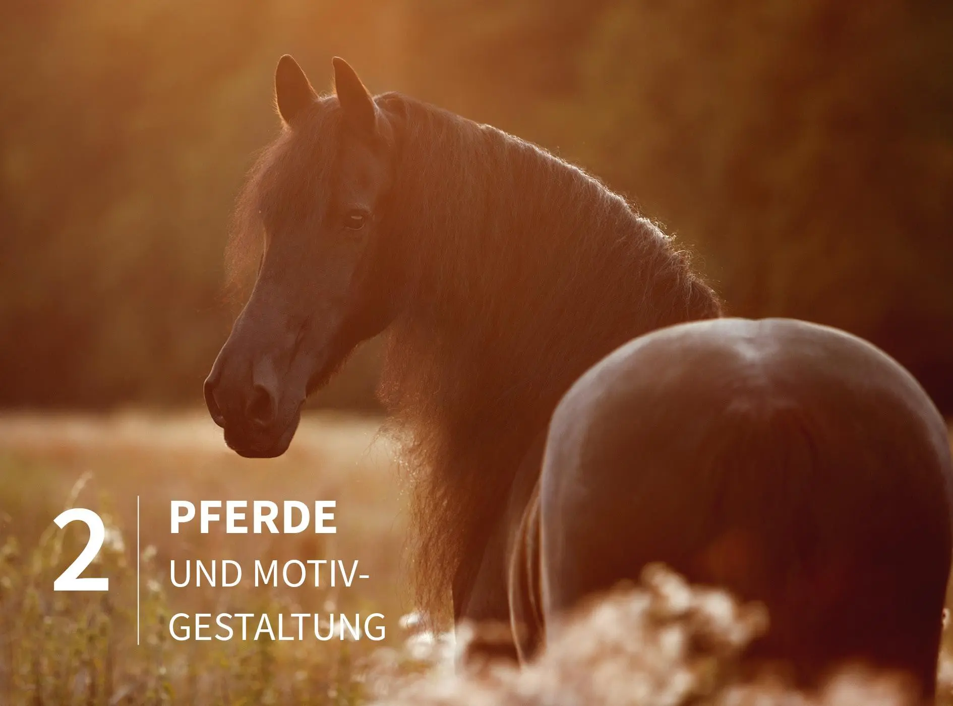 Bild: 9783832804237 | Pferde stilvoll fotografieren | Haas Wiebke | Buch | 222 S. | Deutsch