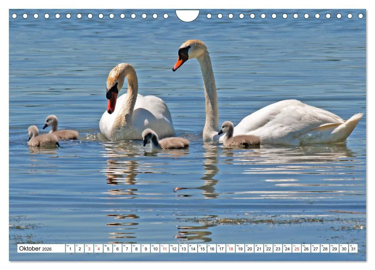 Bild: 9783457754337 | Chiemsee - Sommerferien am bayrischen Meer (Wandkalender 2026 DIN...