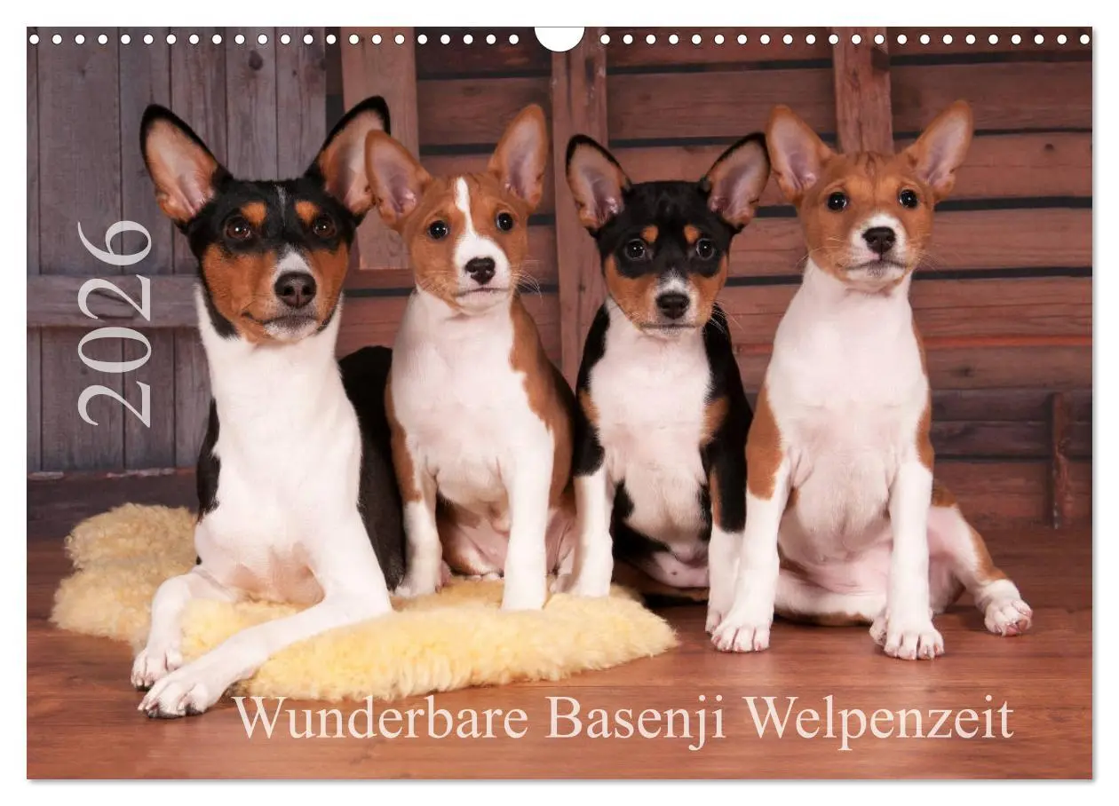 Cover: 9783457824337 | Wunderbare Basenji Welpenzeit (Wandkalender 2026 DIN A3 quer),...