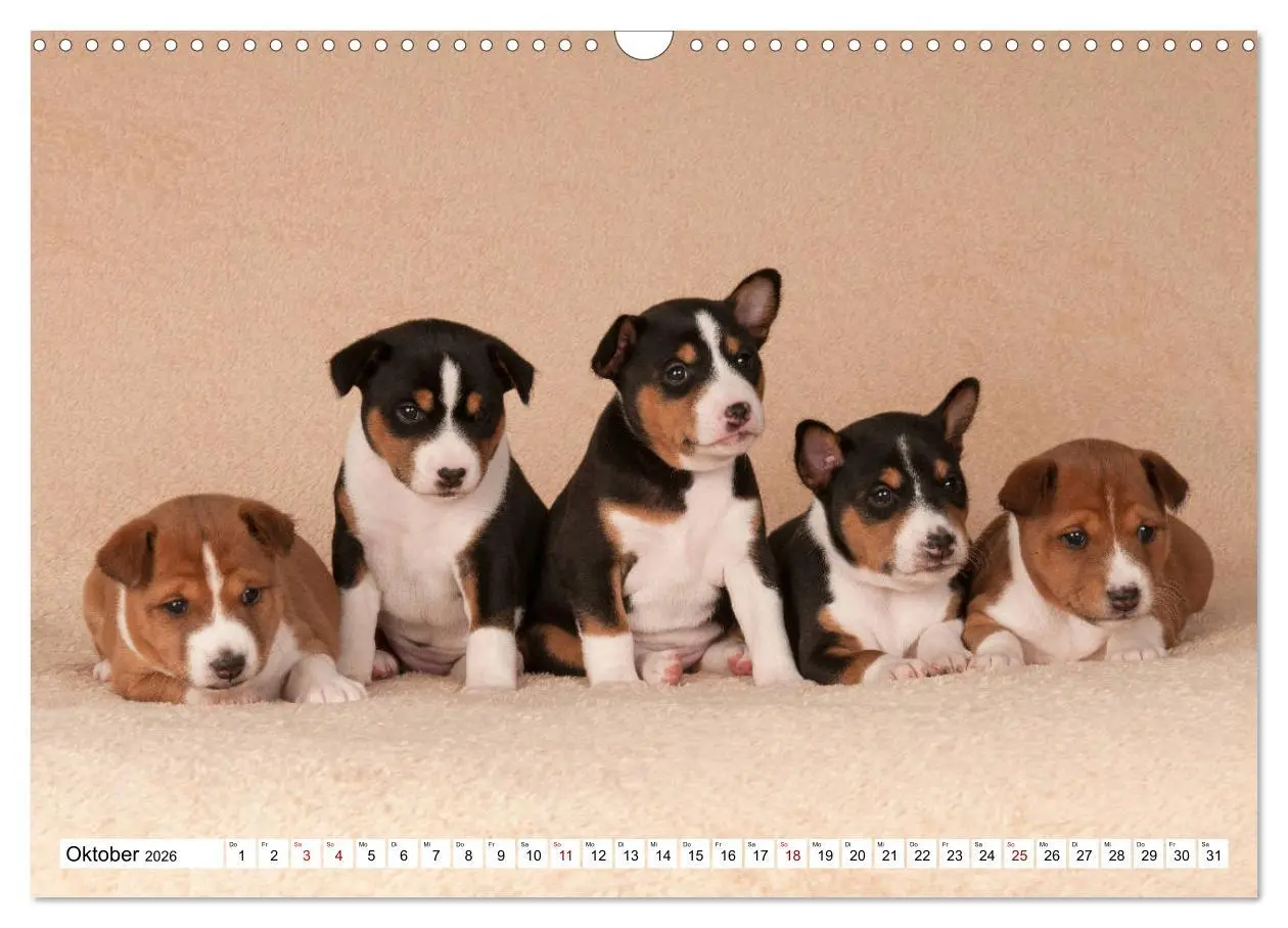 Bild: 9783457824337 | Wunderbare Basenji Welpenzeit (Wandkalender 2026 DIN A3 quer),...