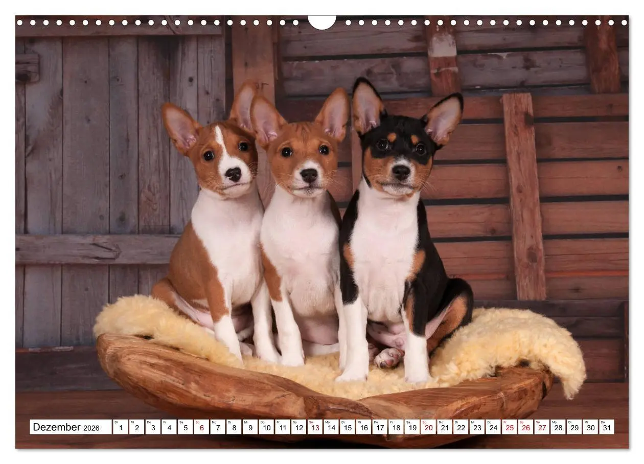 Bild: 9783457824337 | Wunderbare Basenji Welpenzeit (Wandkalender 2026 DIN A3 quer),...