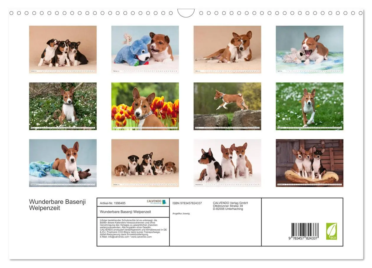 Bild: 9783457824337 | Wunderbare Basenji Welpenzeit (Wandkalender 2026 DIN A3 quer),...