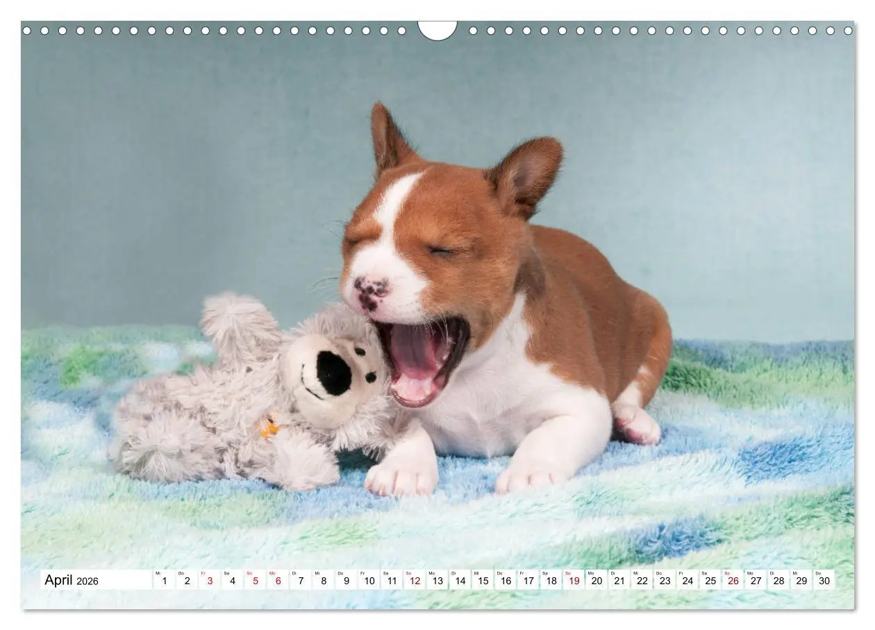 Bild: 9783457824337 | Wunderbare Basenji Welpenzeit (Wandkalender 2026 DIN A3 quer),...