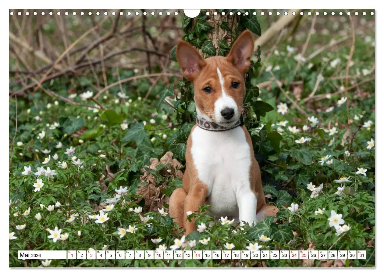 Bild: 9783457824337 | Wunderbare Basenji Welpenzeit (Wandkalender 2026 DIN A3 quer),...