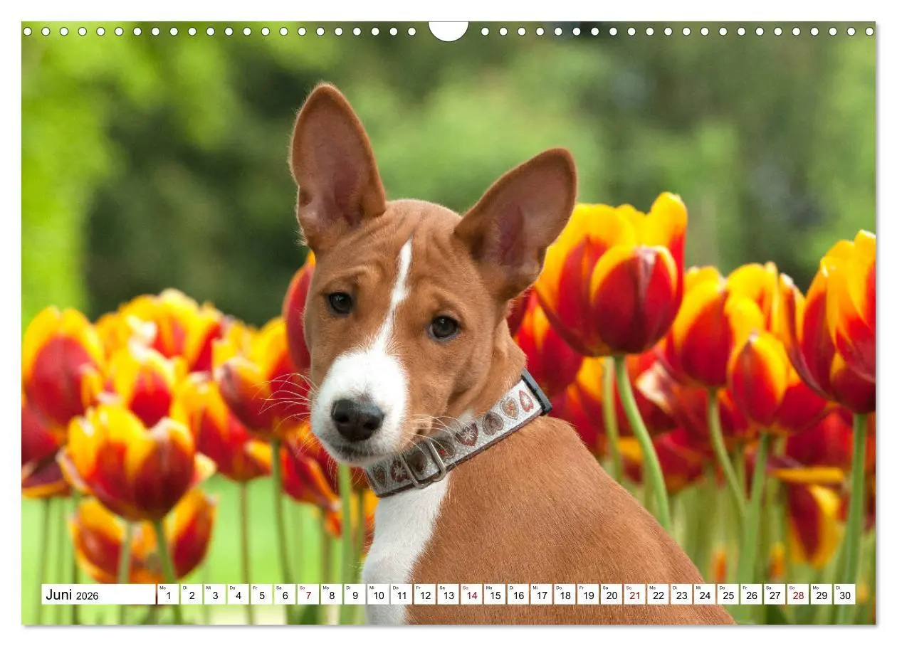 Bild: 9783457824337 | Wunderbare Basenji Welpenzeit (Wandkalender 2026 DIN A3 quer),...