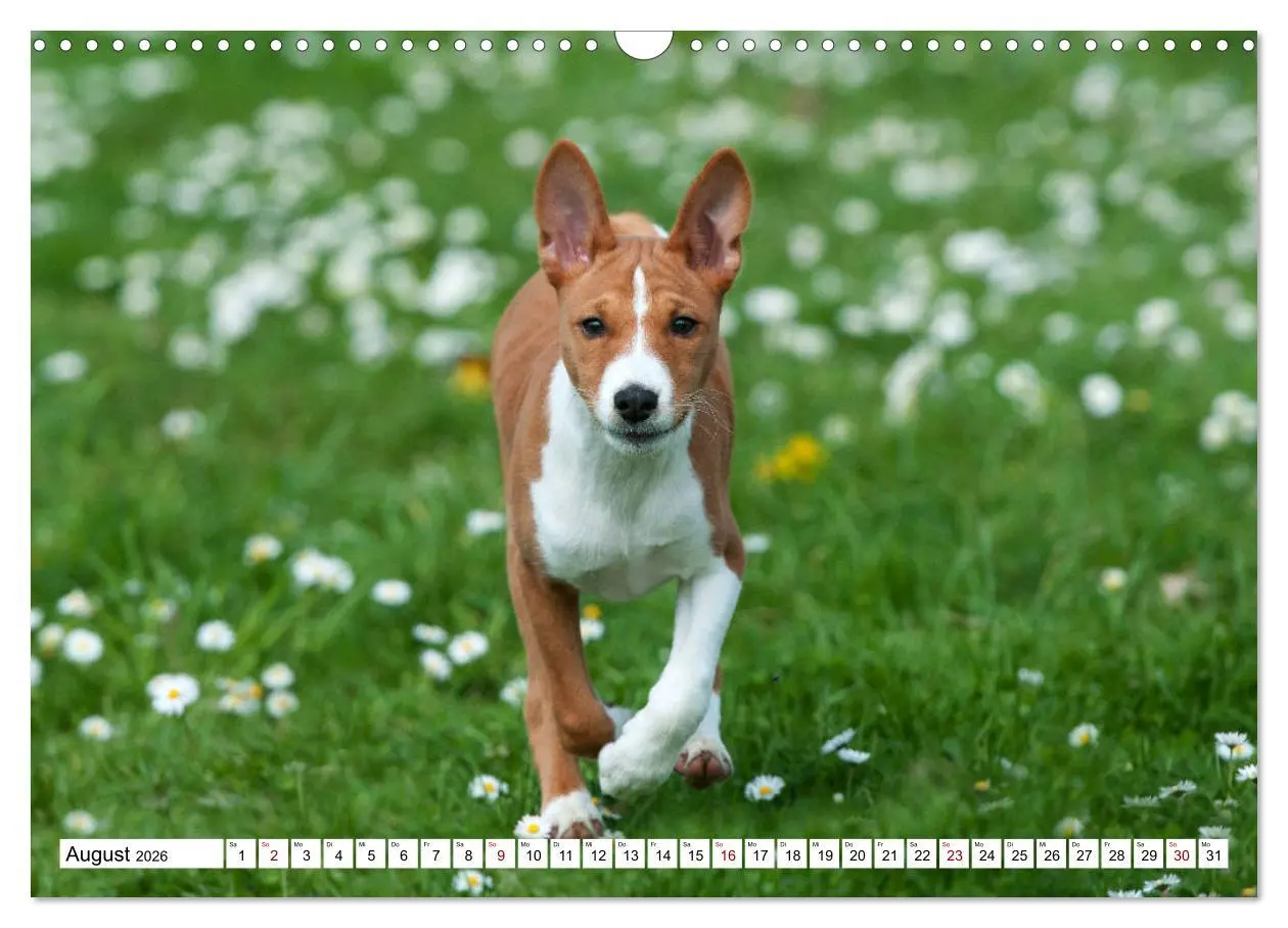 Bild: 9783457824337 | Wunderbare Basenji Welpenzeit (Wandkalender 2026 DIN A3 quer),...