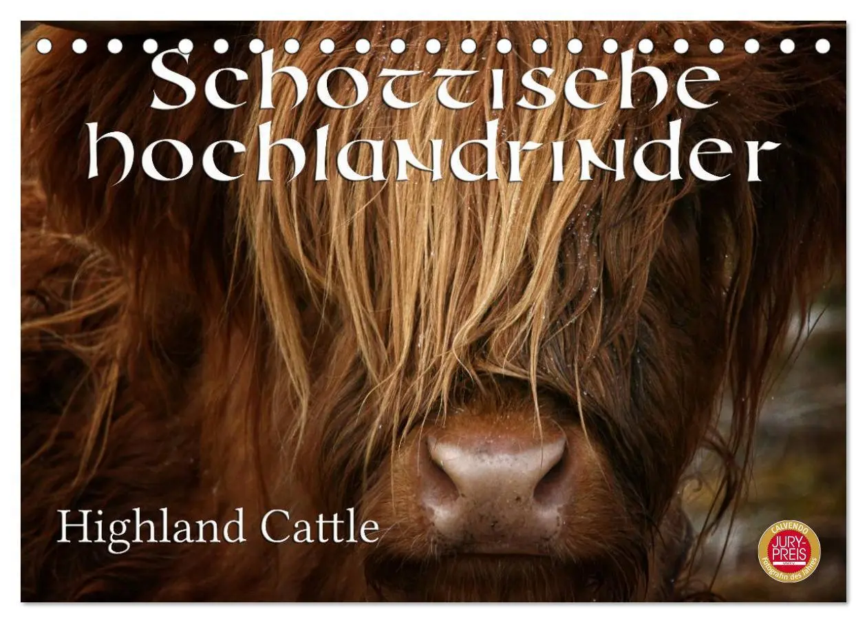 Cover: 9783516084337 | Schottische Hochlandrinder - Highland Cattle (Tischkalender 2026...