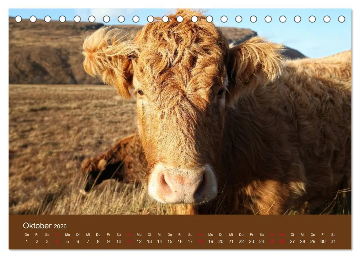 Bild: 9783516084337 | Schottische Hochlandrinder - Highland Cattle (Tischkalender 2026...