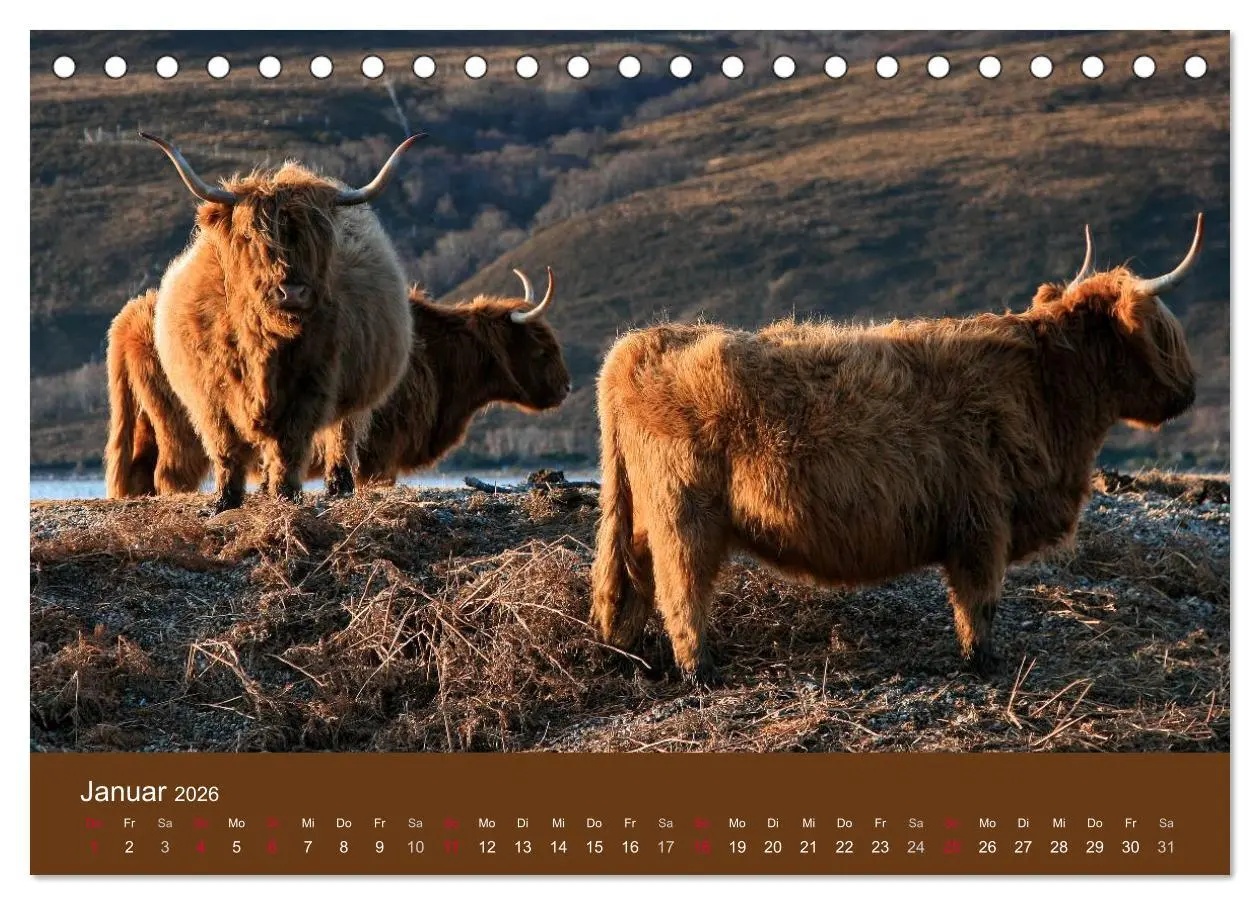 Bild: 9783516084337 | Schottische Hochlandrinder - Highland Cattle (Tischkalender 2026...