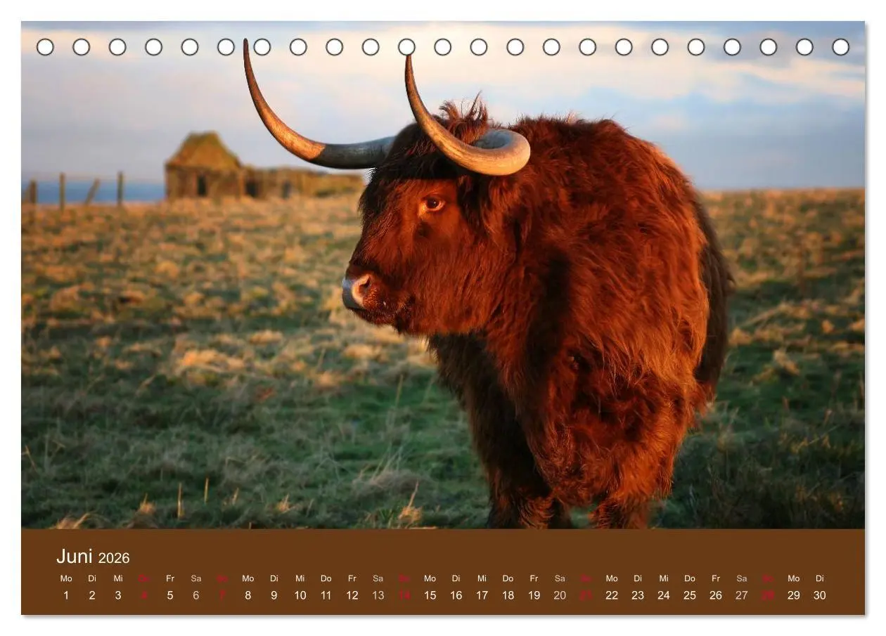 Bild: 9783516084337 | Schottische Hochlandrinder - Highland Cattle (Tischkalender 2026...