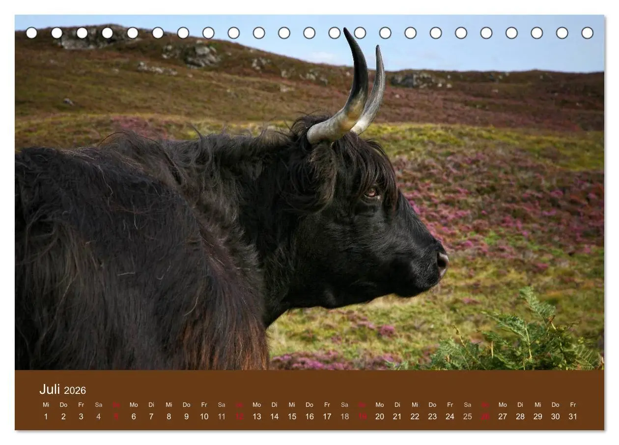 Bild: 9783516084337 | Schottische Hochlandrinder - Highland Cattle (Tischkalender 2026...