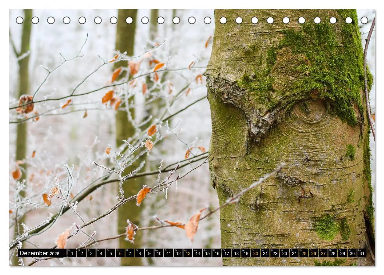 Bild: 9783457674437 | Magische Waldwesen (Tischkalender 2026 DIN A5 quer), CALVENDO...