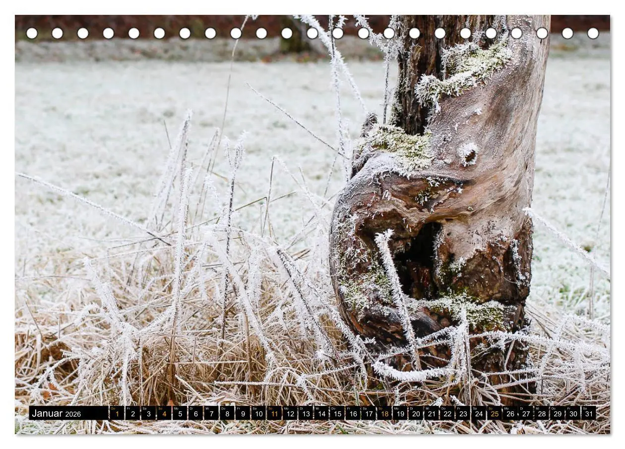 Bild: 9783457674437 | Magische Waldwesen (Tischkalender 2026 DIN A5 quer), CALVENDO...