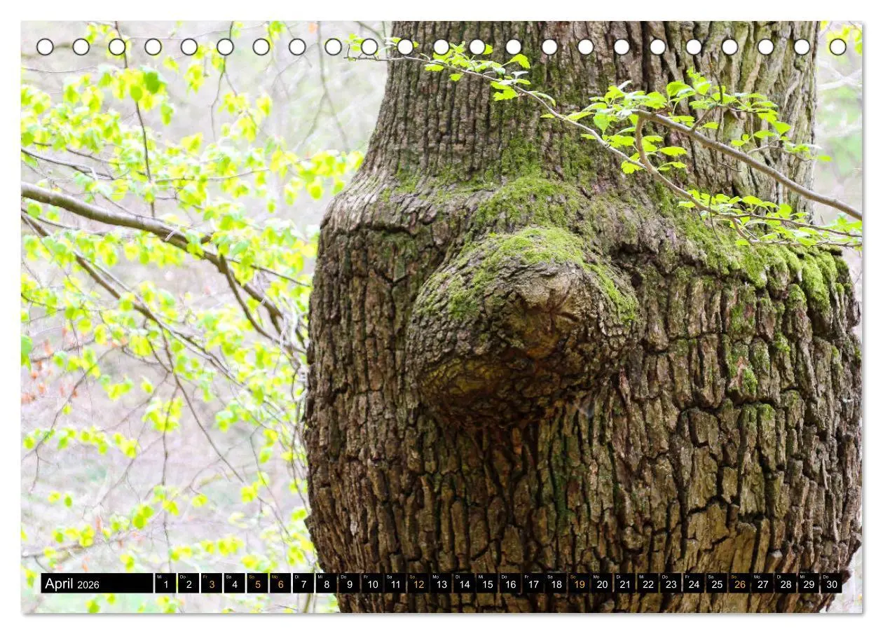 Bild: 9783457674437 | Magische Waldwesen (Tischkalender 2026 DIN A5 quer), CALVENDO...