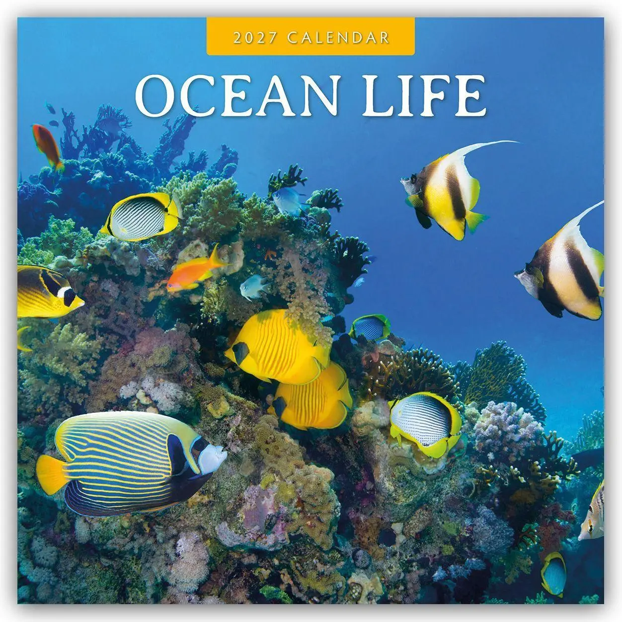 Cover: 9781837014637 | Ocean Life - Leben im Ozean 2027 - 16-Monatskalender | Robin Red