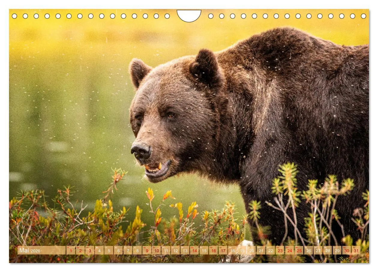 Bild: 9783457334737 | Wildes Finnland (Wandkalender 2026 DIN A4 quer), CALVENDO...