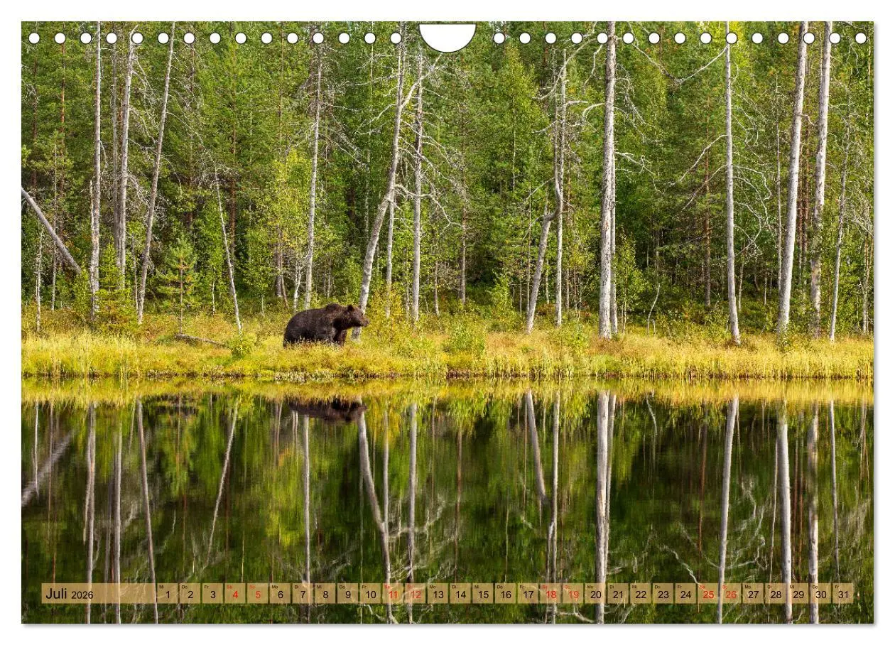Bild: 9783457334737 | Wildes Finnland (Wandkalender 2026 DIN A4 quer), CALVENDO...