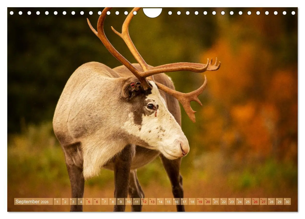 Bild: 9783457334737 | Wildes Finnland (Wandkalender 2026 DIN A4 quer), CALVENDO...